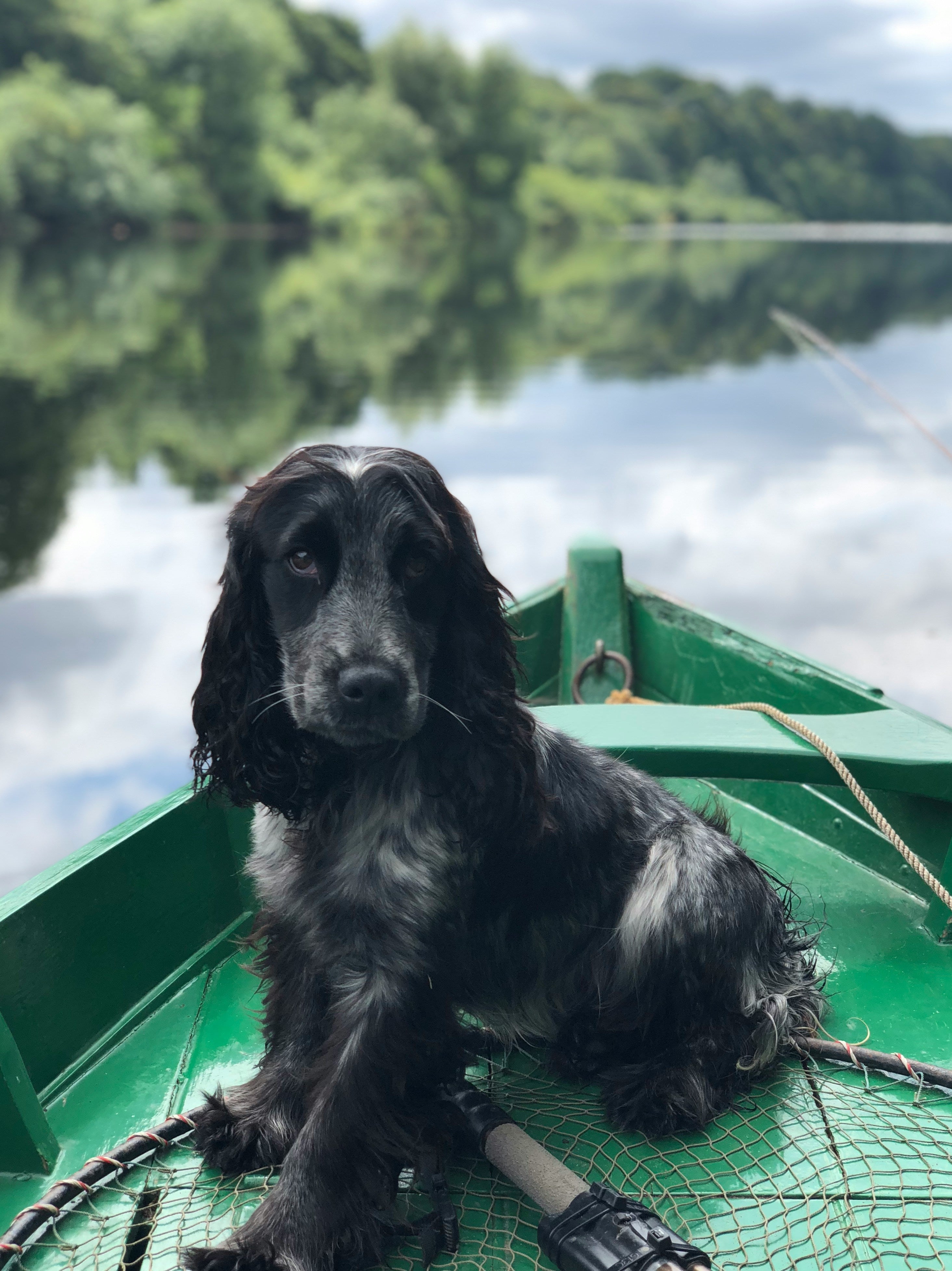 Chien de taille moyen a poils long sel et poivre, assis au bout d’une barque couleur verte sur un lac