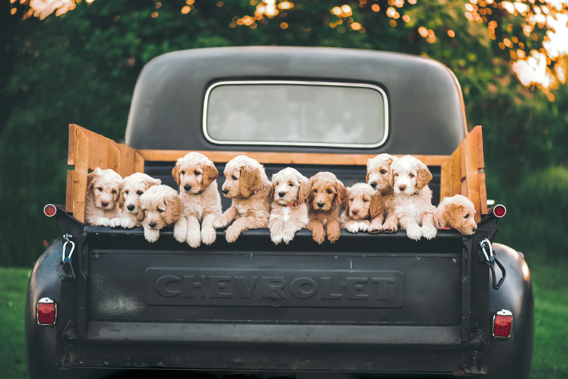 Un groupe de chiots Golden Retriever sont entassés dans la benne d'un pick-up Chevrolet noir vintage. Les chiots sont de couleur crème clair et sont assis ensemble, regardant vers l'avant. Le logo Chevrolet est visible à l'arrière du pick-up. L'image a été ajoutée le 21 février 2025 et est au format JPG avec une résolution de 1920x1282.