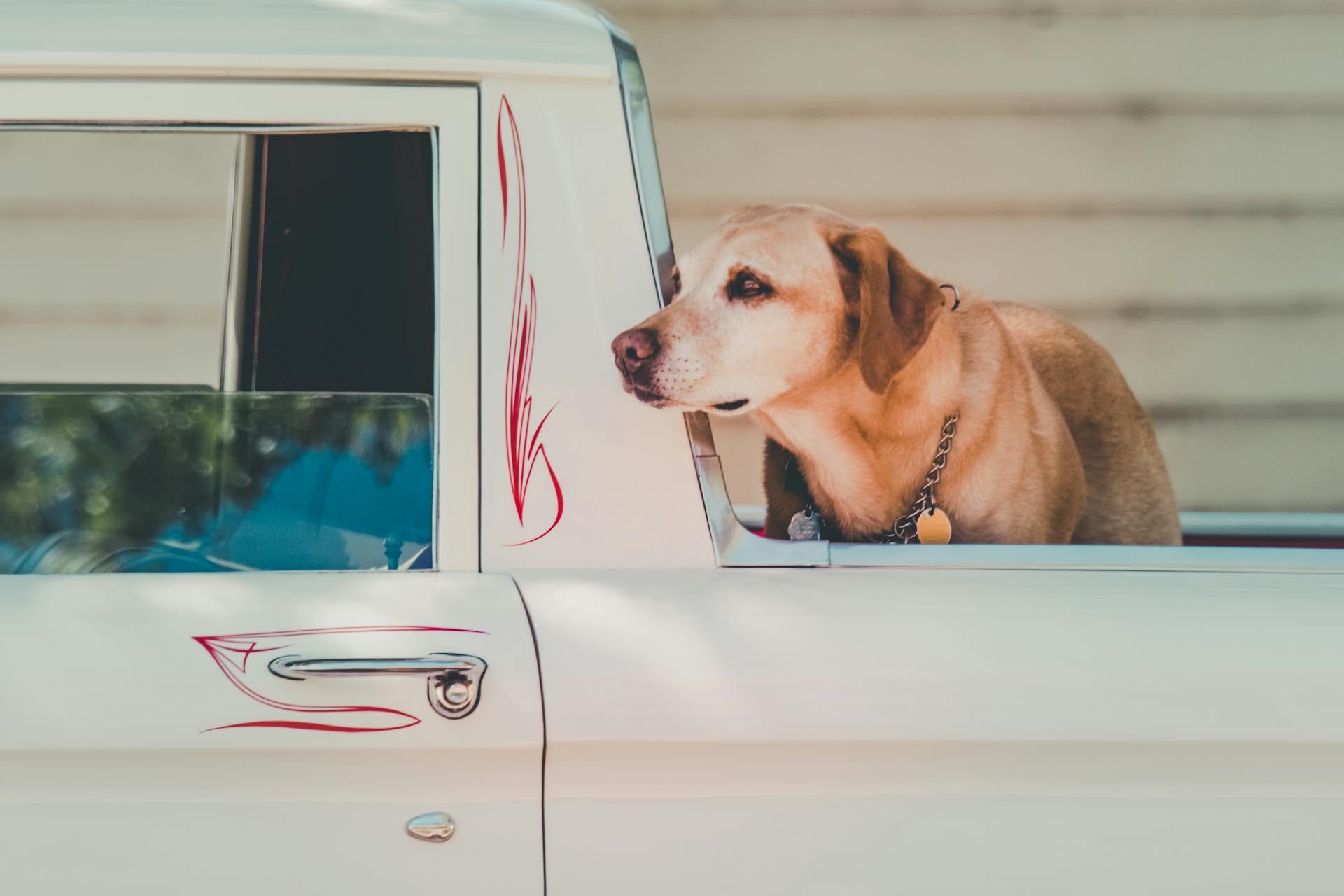 Un chien de taille moyenne, de couleur fauve, est assis sur le rebord d'une camionnette blanche avec des détails rouges et bleus. La camionnette est partiellement visible, avec une fenêtre ouverte à l'arrière. L'image a été ajoutée le 21 février 2025 et est au format JPG avec une résolution de 1920x1280.